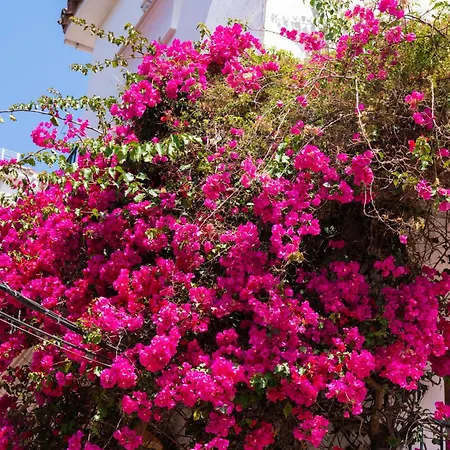 아파트 Jardines Del Mar 527 *